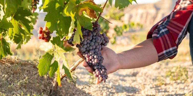 Vendemmia 2026: dove parcheggiare per un weekend in cantina